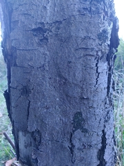 Cerioporus squamosus