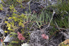 Serruria decumbens