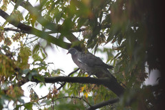 Columba palumbus