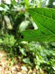 Coleoptera