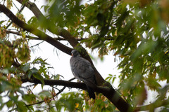 Columba palumbus