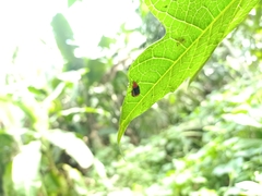 Coleoptera