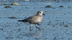 Pluvialis squatarola