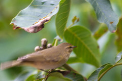 Phylloscopus collybita