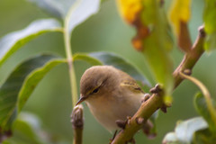 Phylloscopus collybita