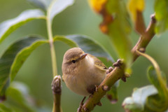 Phylloscopus collybita