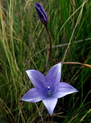 Wahlenbergia rivularis