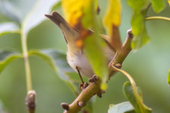 Phylloscopus collybita