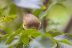 Phylloscopus collybita