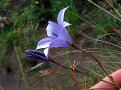 Wahlenbergia rivularis