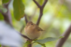 Phylloscopus collybita