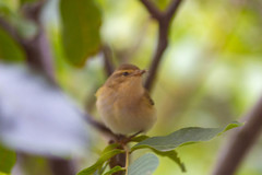 Phylloscopus collybita