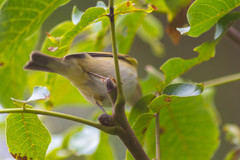 Phylloscopus collybita