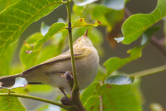 Phylloscopus collybita
