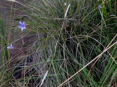 Wahlenbergia rivularis