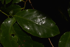 Pennantia cunninghamii