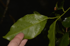 Pennantia cunninghamii