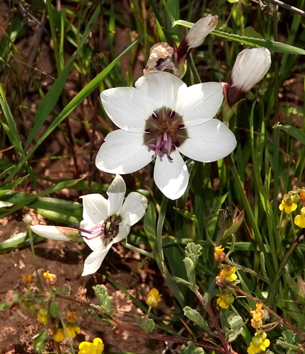 Geissorhiza tulbaghensis