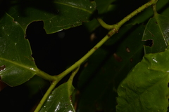 Pennantia cunninghamii