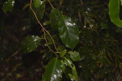 Pennantia cunninghamii