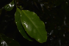 Pennantia cunninghamii