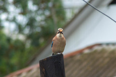 Garrulus glandarius