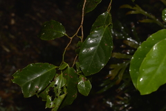 Pennantia cunninghamii