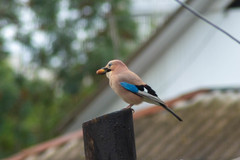 Garrulus glandarius