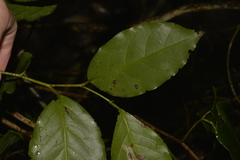 Pennantia cunninghamii