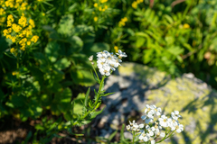 Achillea ledebourii
