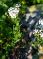 Achillea ledebourii