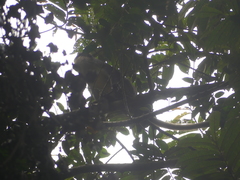Cercopithecus pogonias