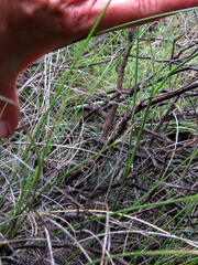 Gladiolus permeabilis edulis