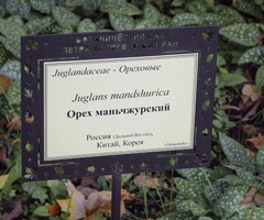 Juglans mandshurica