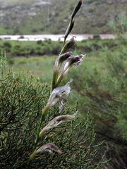 Gladiolus permeabilis edulis