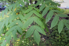 Juglans mandshurica