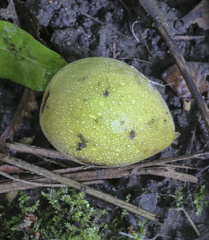 Juglans mandshurica