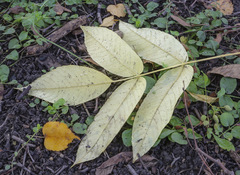 Juglans mandshurica