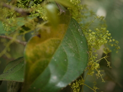 Reissantia grahamii