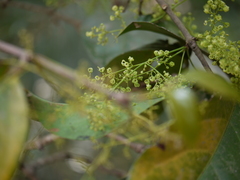 Reissantia grahamii