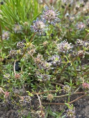 Opercularia scabrida