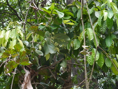 Reissantia grahamii