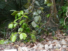 Reissantia grahamii