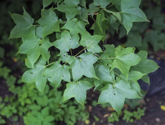 Acer longipes