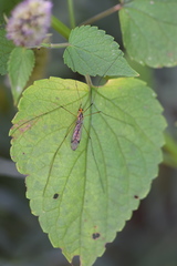 Nephrotoma flavipalpis