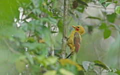 Cream-Colored Woodpecker photo 3