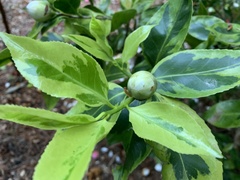 Camellia