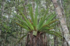Thamnopteris