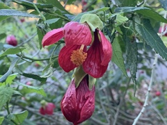 Callianthe