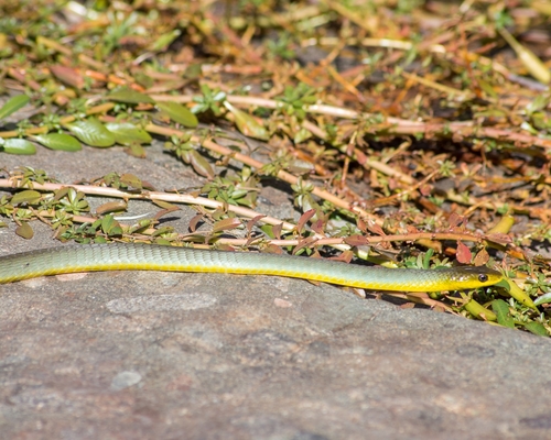 Common Tree Snake sighting